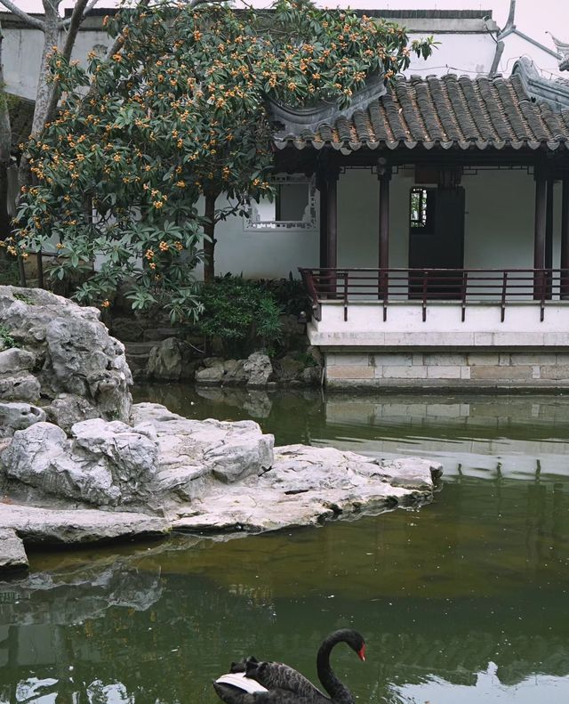 南京|一樹枇杷一樹金，江南真在詩畫裡