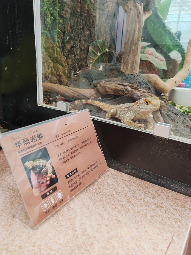 端午第三站：畅玩12小時的南宮五洲植物樂園