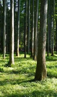 靖州牙排山森林公園