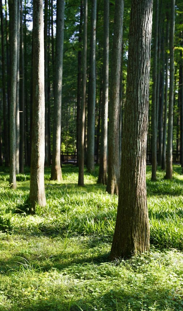 靖州牙排山森林公園