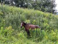 恰西森林公園:秘境中的綠色寶藏。