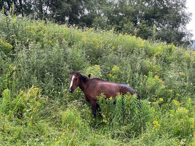 恰西森林公園:秘境中的綠色寶藏。 恰西森林公園:秘境中的綠色寶藏。