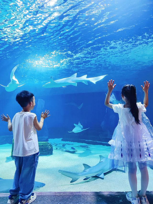 漢海海洋公園又添新耍事，快來和羊咩咩度假