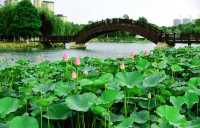 阜陽市潁東區岳家湖公園～荷花綻放