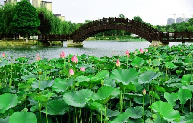 阜陽市潁東區岳家湖公園～荷花綻放
