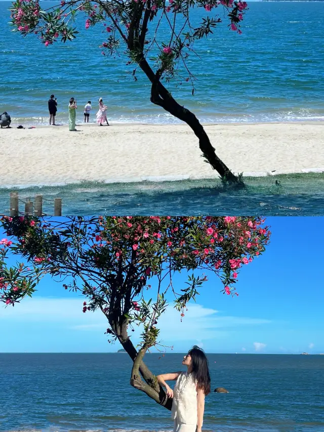Xiamen!!! Blossoms on the Sea!!! Absolutely Stunning!!!|||Blossoms on the Sea!!