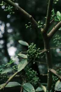 雲南個舊