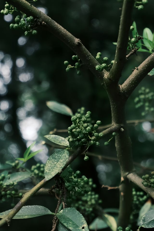 雲南個舊