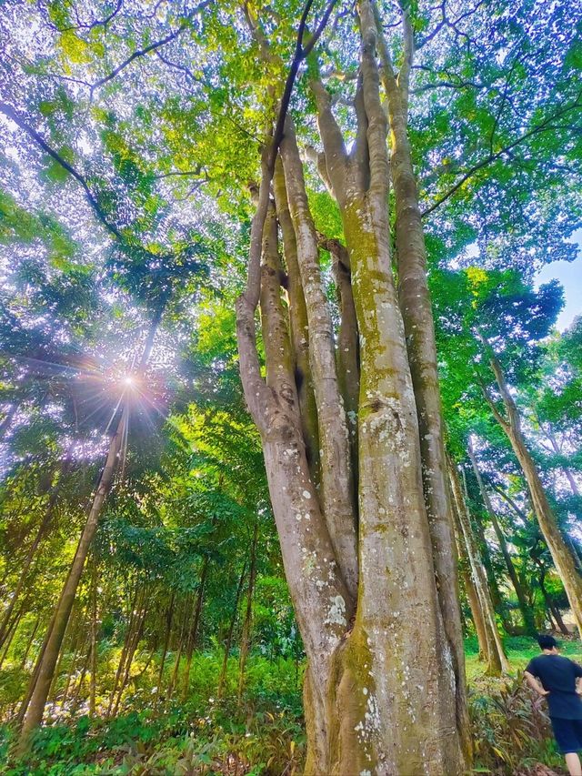 千萬不要錯過這個植物園！！！