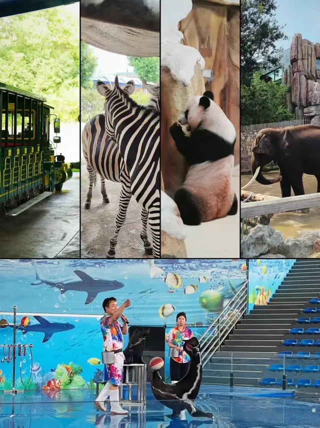 Nanjing Family Fun | A cool place to take the kids to the zoo.
