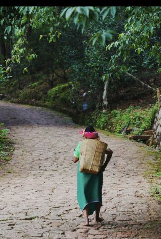 【去不膩的雲南】在景邁山很悠然，在普洱很鬆弛。