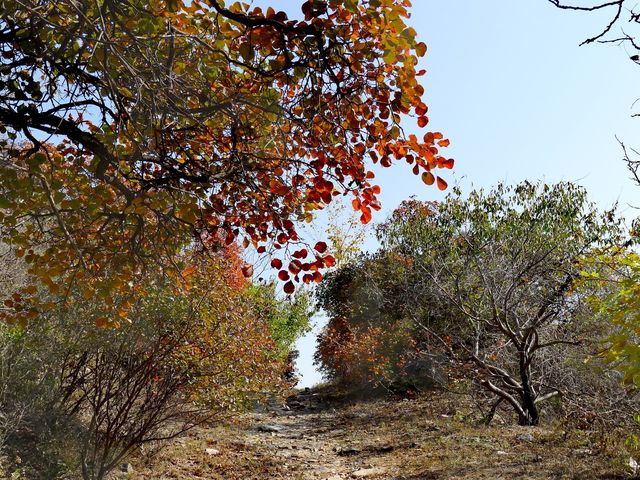 爬山  北京西山國家森林公園。