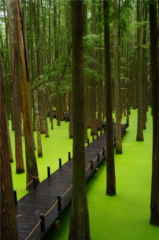 Hangzhou's Matcha Lake is back, and there are black swans too!