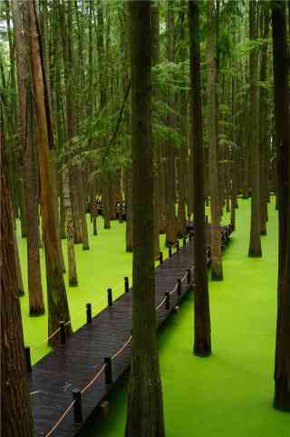 画材 Matcha Lake LakeandOakxAugust20230643_gran