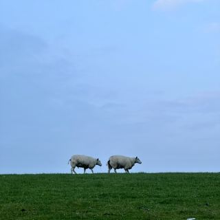 Enjoy the Great Outdoors on Ameland, a Dutch Island!