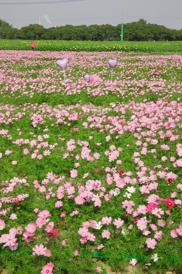 蘇州｜快去！ 百畝花海。