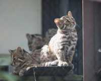 Nagoya Zoo Exhibits Five Tsushima Leopard Cat Cubs