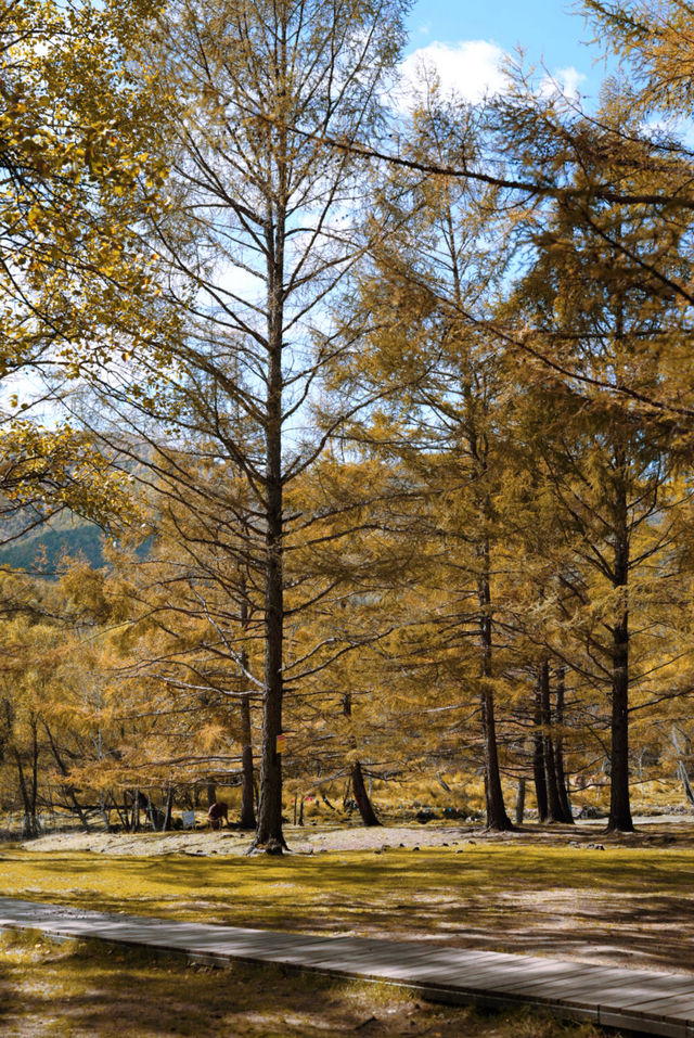 阿爾山周邊|白狼鎮鹿園，在深林餵馴鹿。