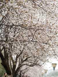 成都的春天來啦快來東湖公園。