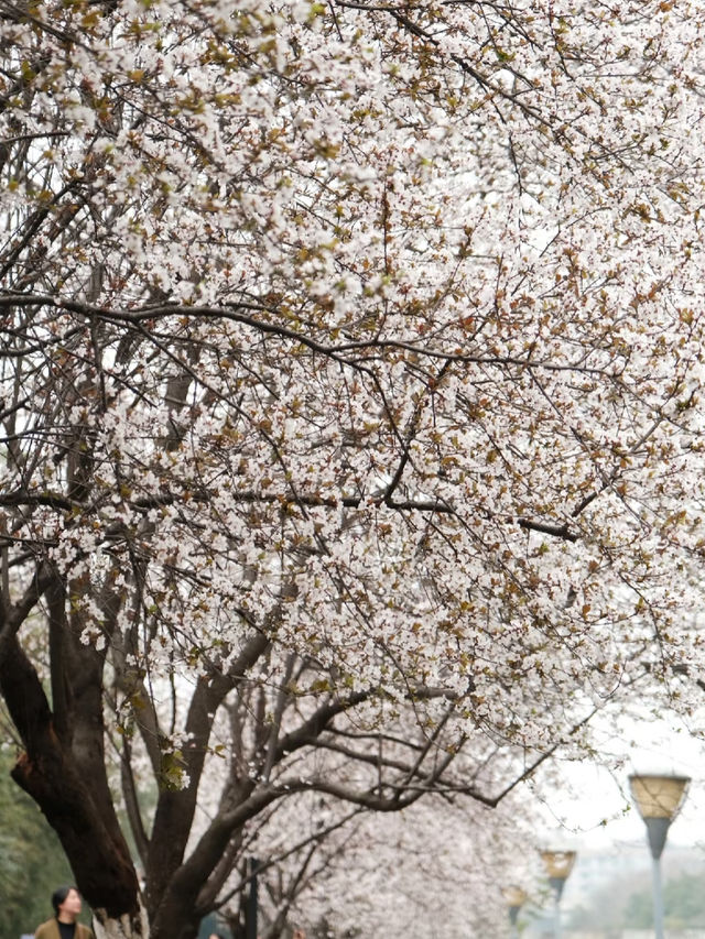 成都的春天來啦快來東湖公園。