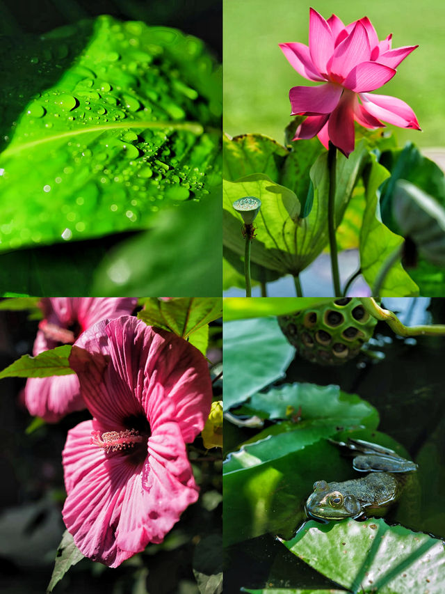 漫步愛麗絲仙境🫧亞特蘭大植物園。