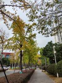 銀杏原路的銀杏葉快要變黃了。