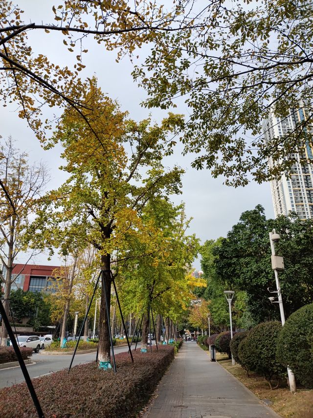 銀杏原路的銀杏葉快要變黃了。