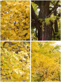 成都 | 賞銀杏遊玩的好去處（附蛟龍港活水公園攻略）。