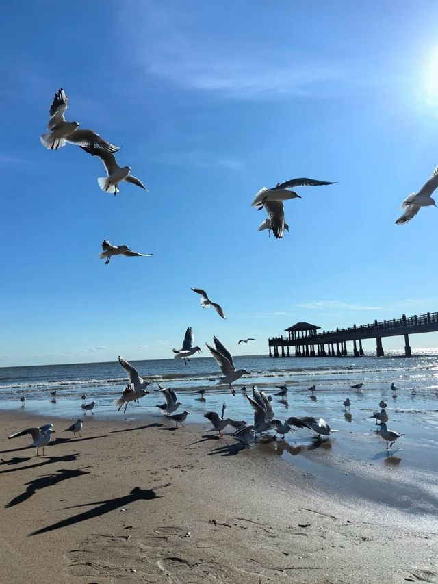 海邊日記︱蔚藍海岸餵海鷗。