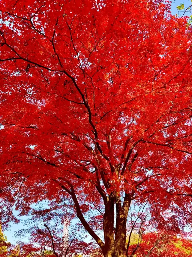 Live East Lake, this tree is simply the ceiling of red maple. 