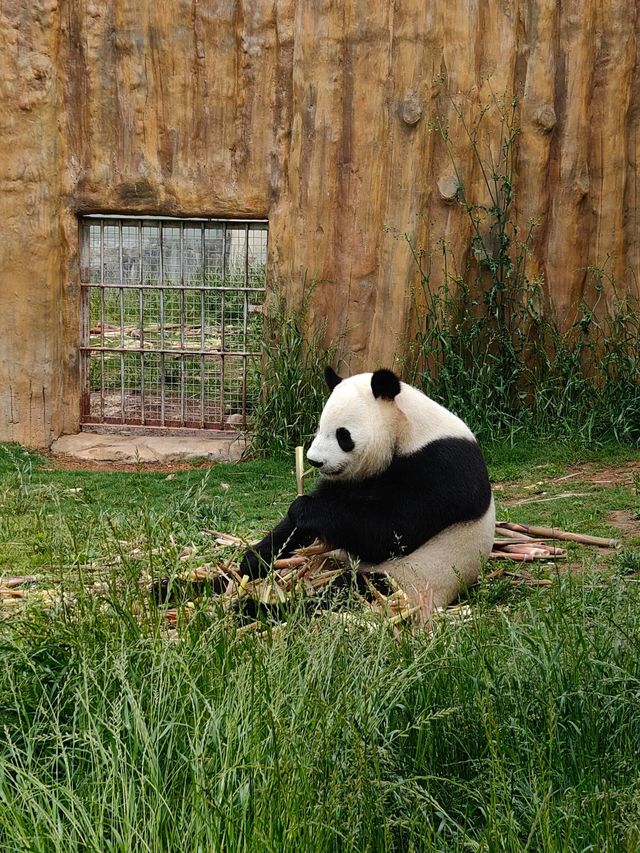 佛坪熊貓谷|山清水秀
