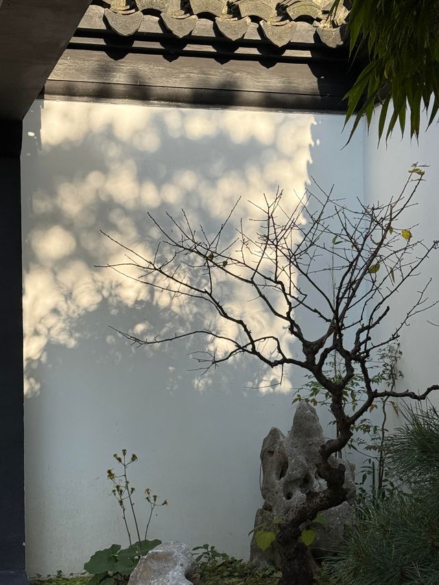 亭林園的秋光盛景：楓葉與銀杏的詩意邂逅
