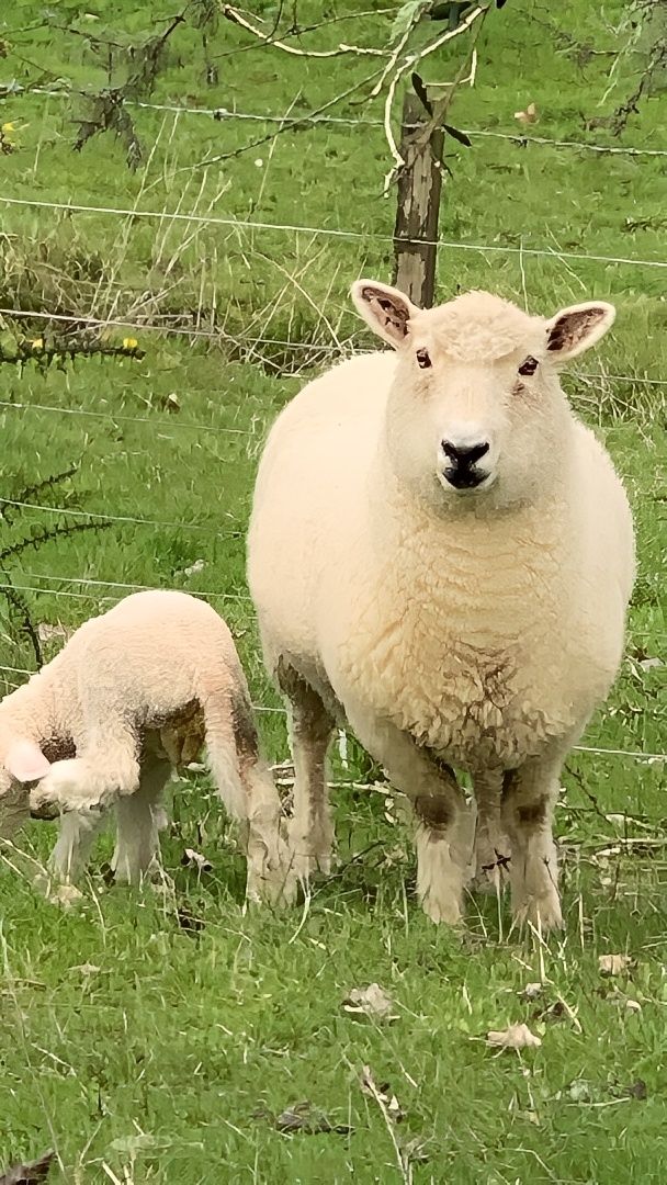 奧克蘭薰衣草農場之旅,夢幻打卡地! 奧克蘭薰衣草農場之旅,夢幻打卡地!