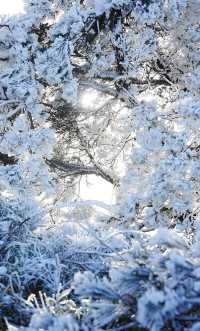 杭州出發｜12月23日 太子尖觀雪賞霧凇