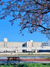 日本7日遊 冬天的浪漫之旅