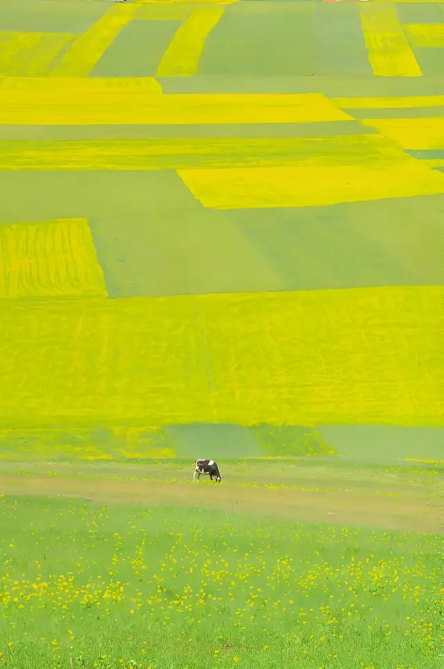 Beautiful Canola Flowers (7)