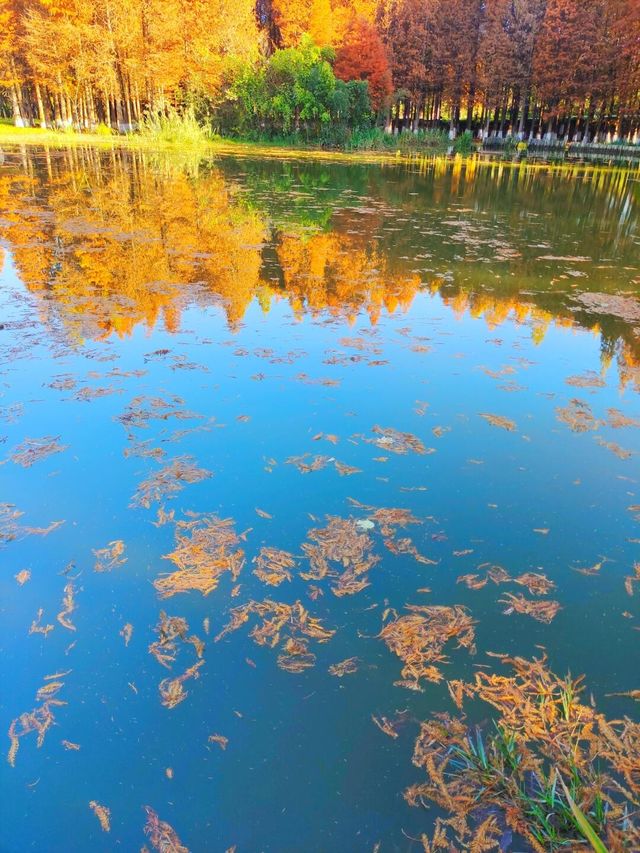 這裡才是昆明最美的紅杉樹，昆明的冬日美得更上一層樓……