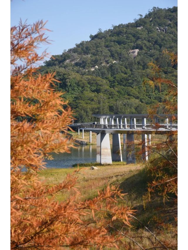 東山水庫的落羽松終於紅啦，原圖直出