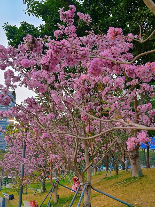後海中心河公園｜紫花風鈴木盛開的冬天