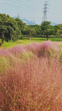 《徒步石岩湖陌上花開公園：探尋未知的美麗》