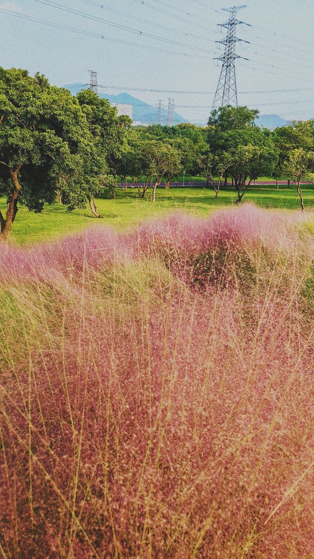 《徒步石岩湖陌上花開公園：探尋未知的美麗》