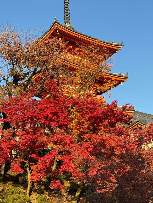 寒假5日遊日本 超實用攻略來襲