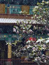 昆明限定雪景圓通禪寺