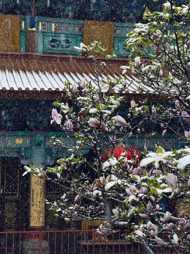 昆明限定雪景圓通禪寺