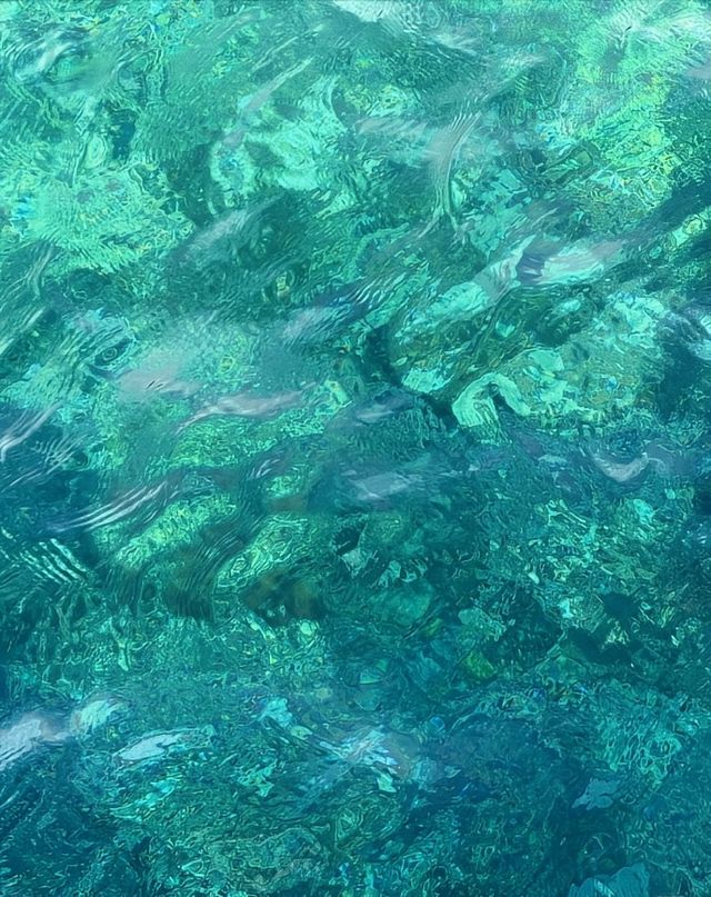 沖繩追鯨之旅
