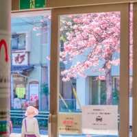 再過一個月🌸東京這5️⃣個地方將櫻花滿開！！