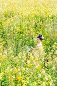 廣州油菜花海