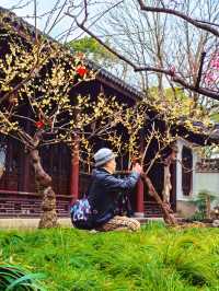2.14實拍︳古漪園的梅花已經開了！可以衝！
