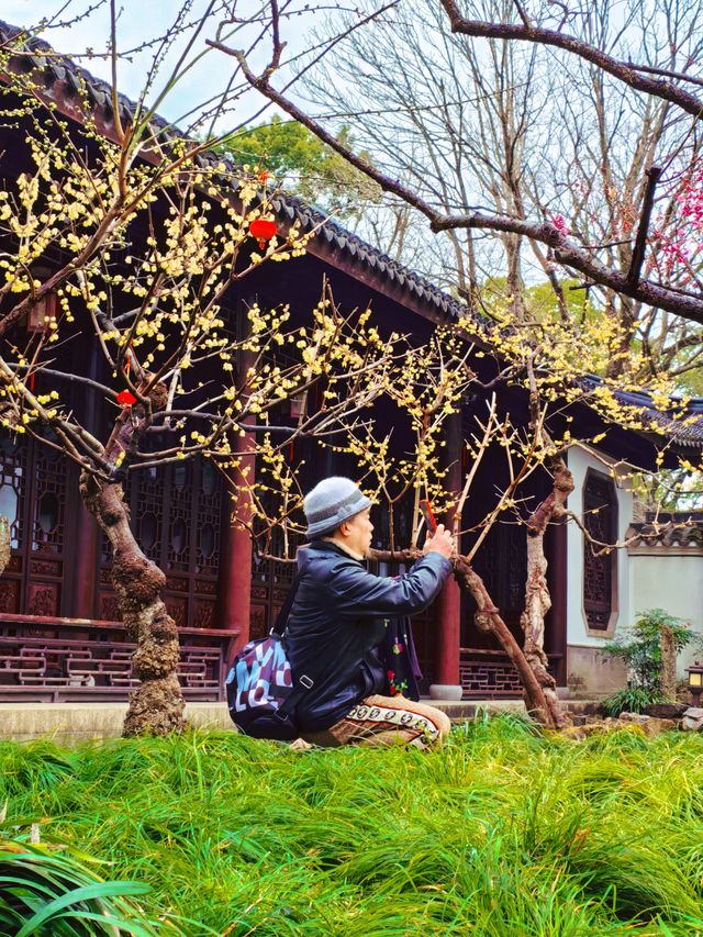 2.14實拍︳古漪園的梅花已經開了！可以衝！