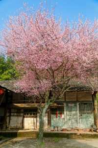 早春時節，鄰居家的梅樹盛開，邂逅了一幕絕美的景象。